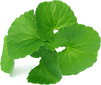Brahmi Leaf