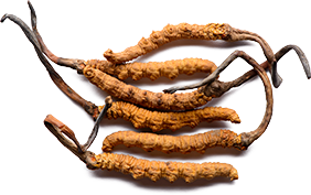 Cordycep