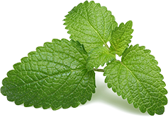 Peppermint Leaf